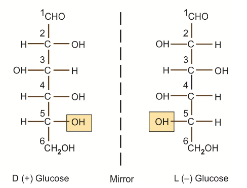 D and L isomers (enantiomeric pairs) of Glucose. Chemistry of Carbohydrates.
